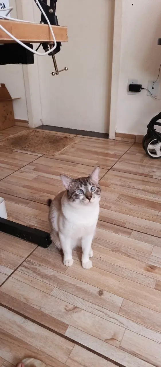 Gatinho Siamês para Adoção - Olhos Azuis!