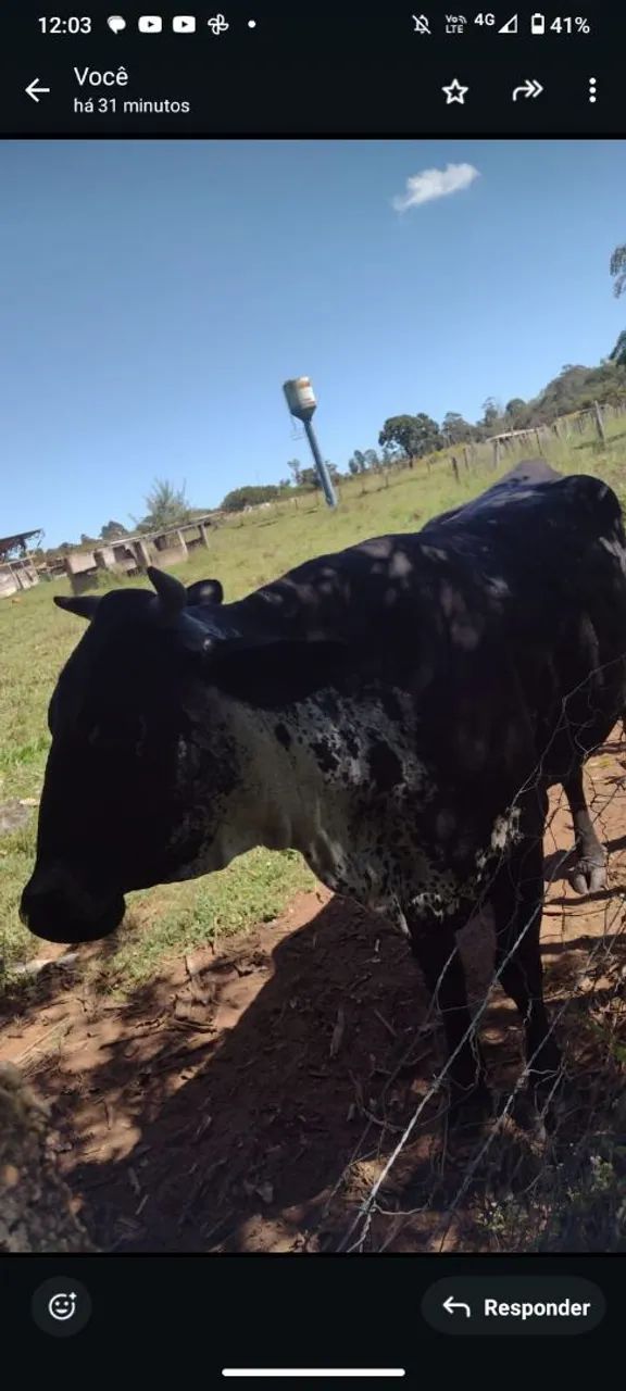 Vaca novilha manchinha  - Foto 2