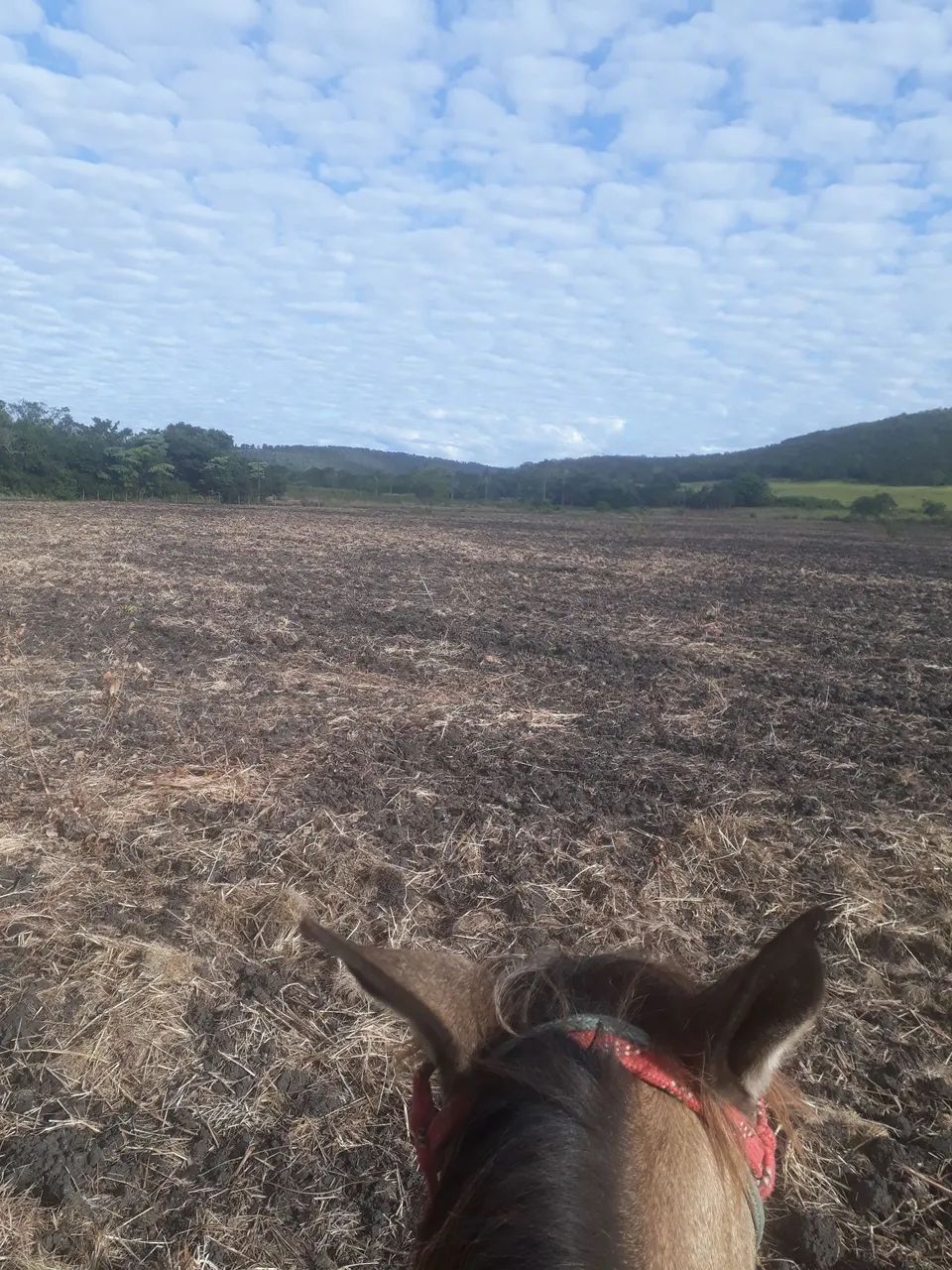 Chacara 44 hectares - Foto 3