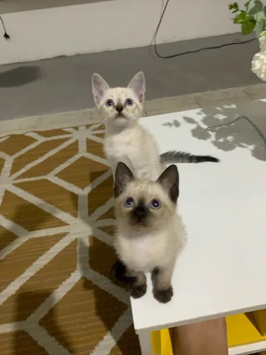 Três Gatinhos Siamês Lindos à Procura de um Lar - Foto 3