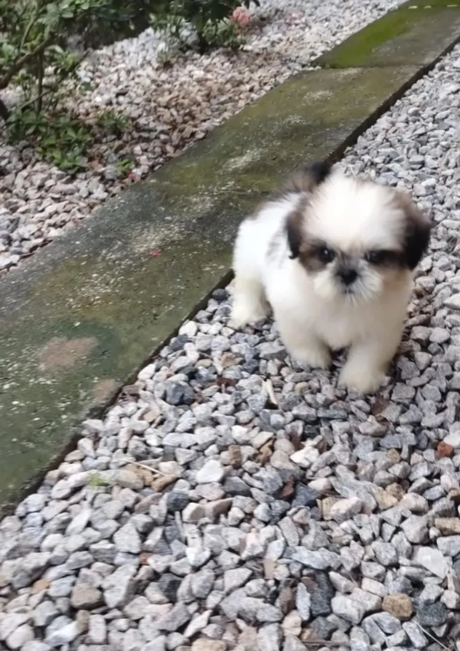 Filhote Shih Tzu disponível para adoção!