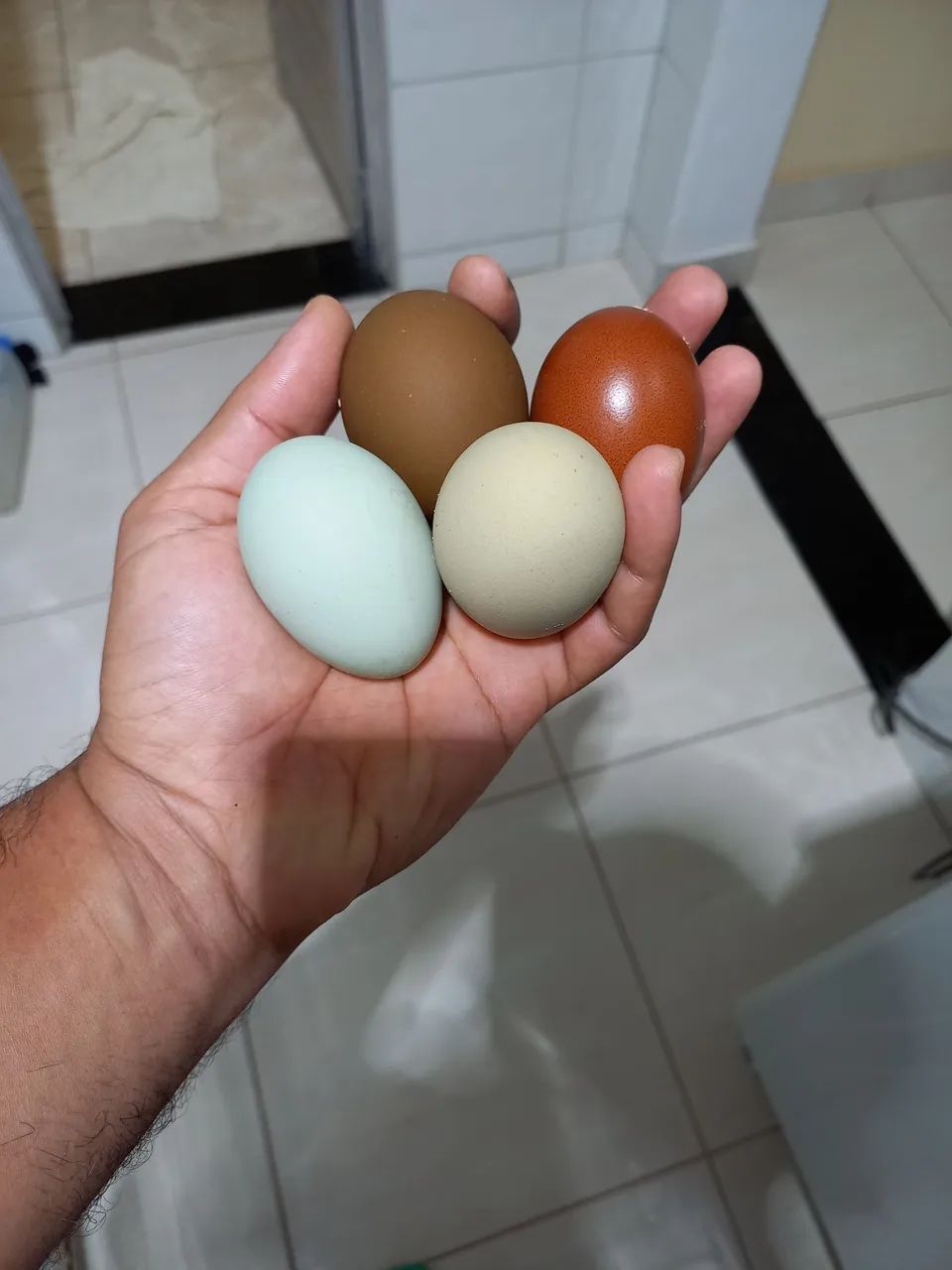 Galinhas Marans (ovos galados) - Foto 6