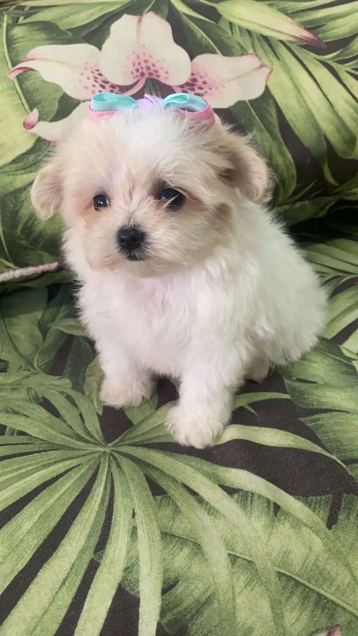 Maltês amável e simpática 