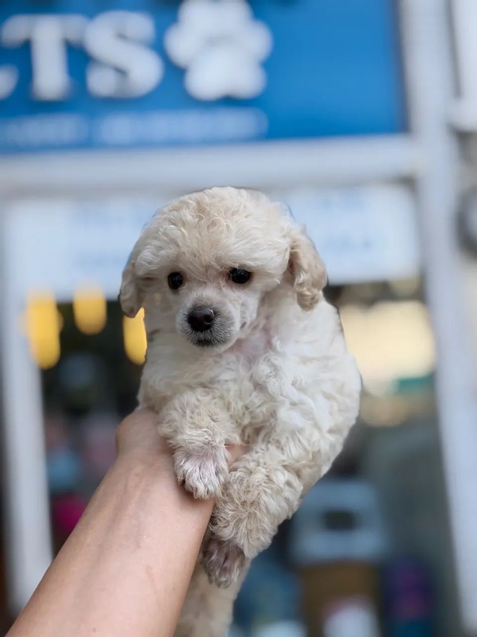 Poodle Toy macho  - Foto 5