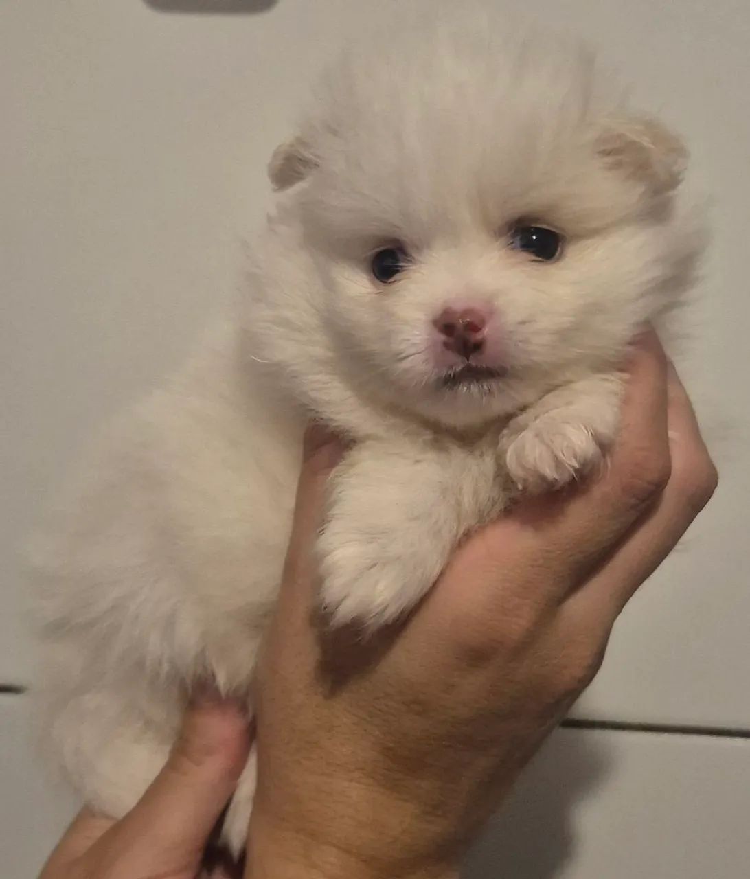 Filhotes de Spitz Alemão - Foto 5