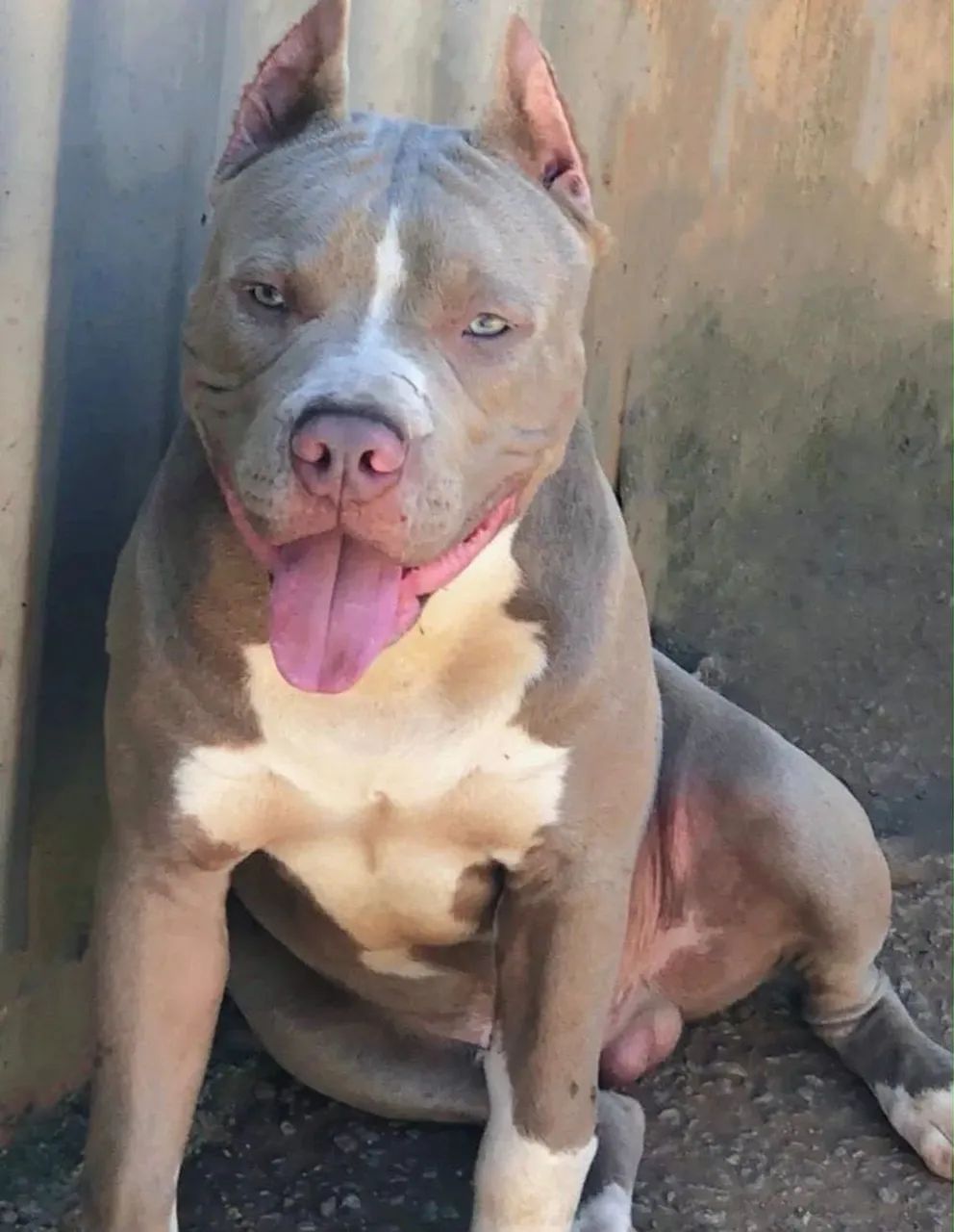 Cachorro pitbull valor 700$ aceito troca  - Foto 4