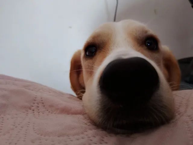 Cachorro para doação  - Foto 5