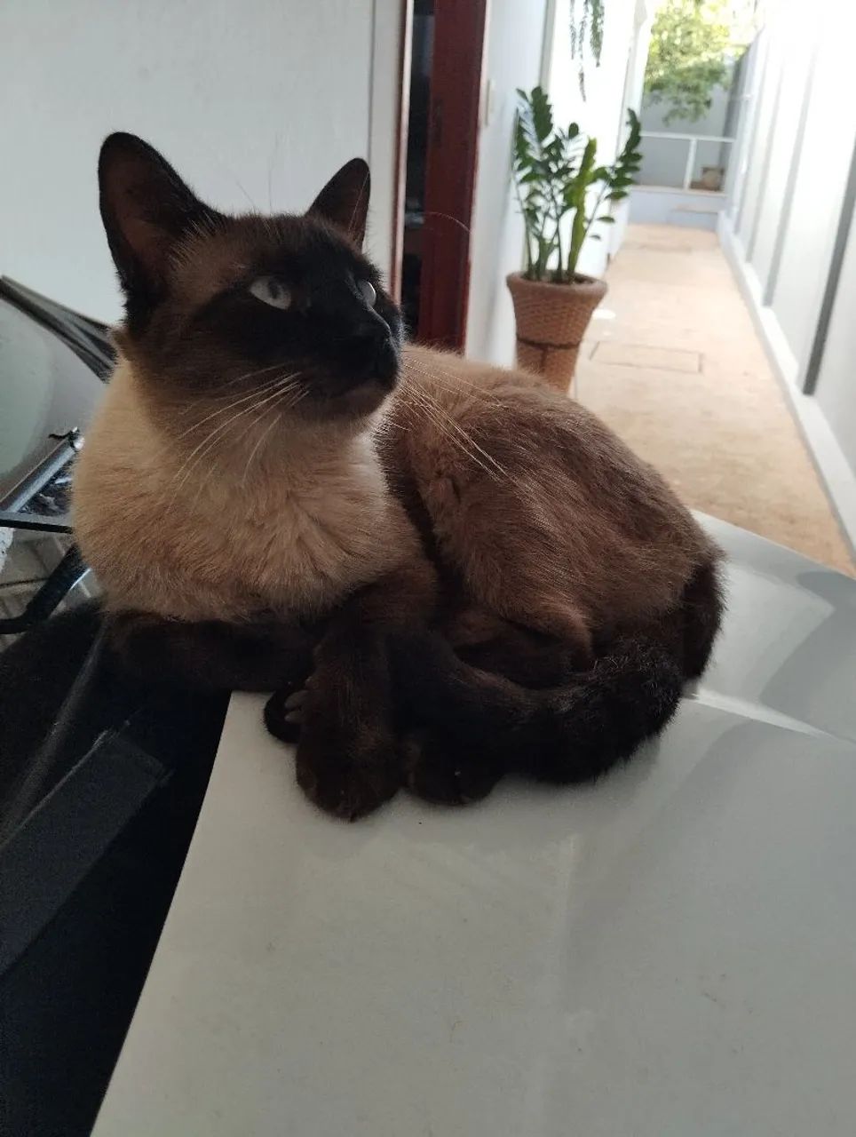 Doação  - Foto 4