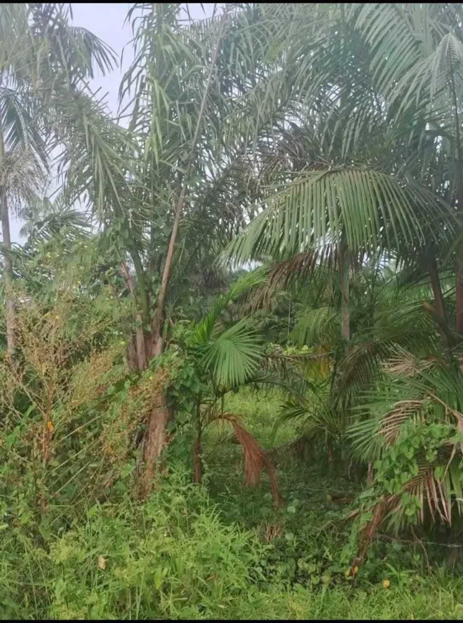 Terreno em Mosqueiro - Foto 2