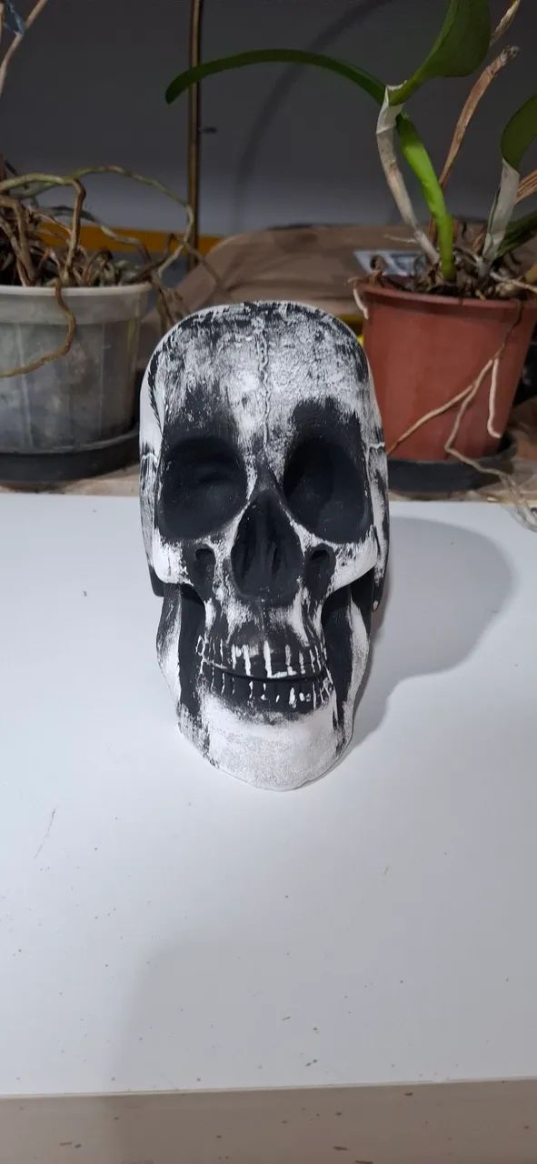 Caveira de gesso - Foto 5