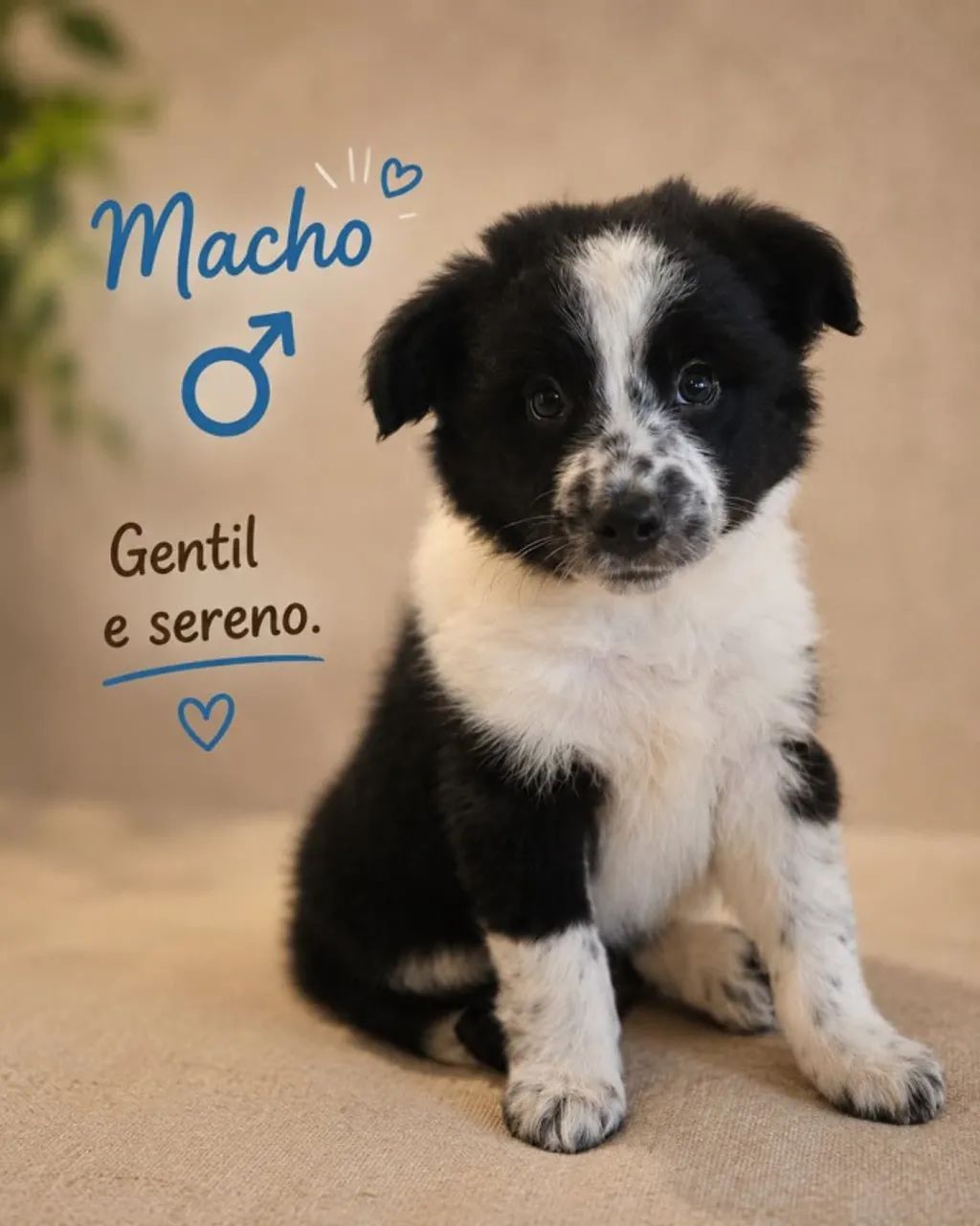 Filhotes de Border Collie - Foto 3