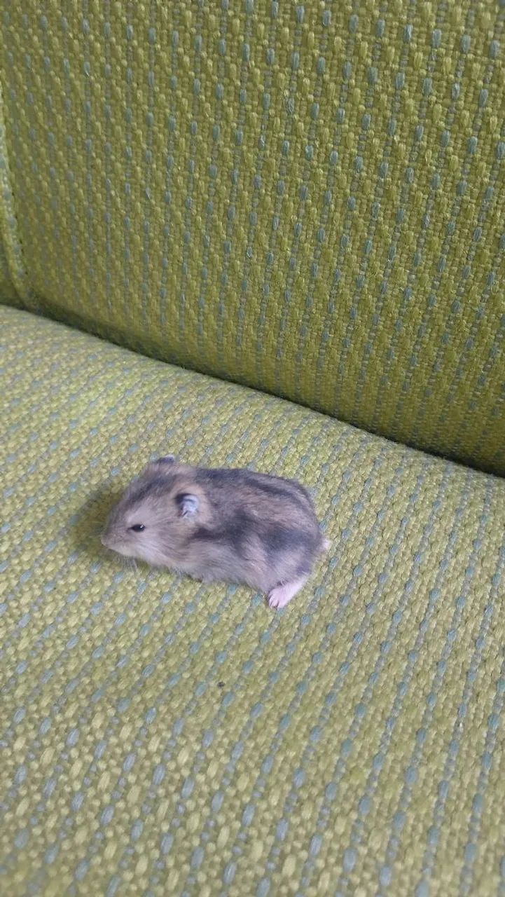Hamster  - Foto 2