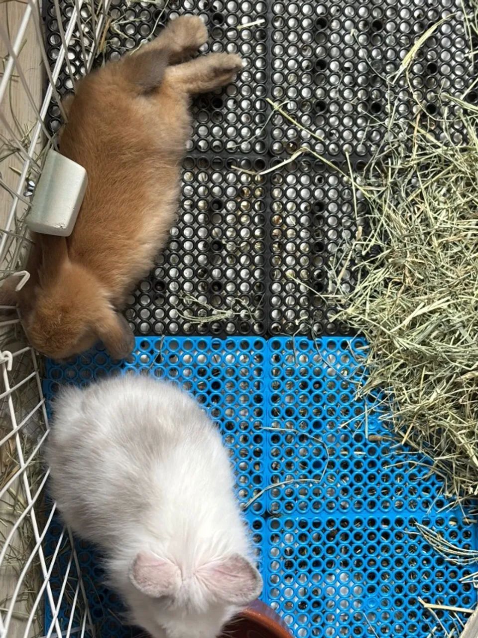 Coelhos filhotes - Foto 4