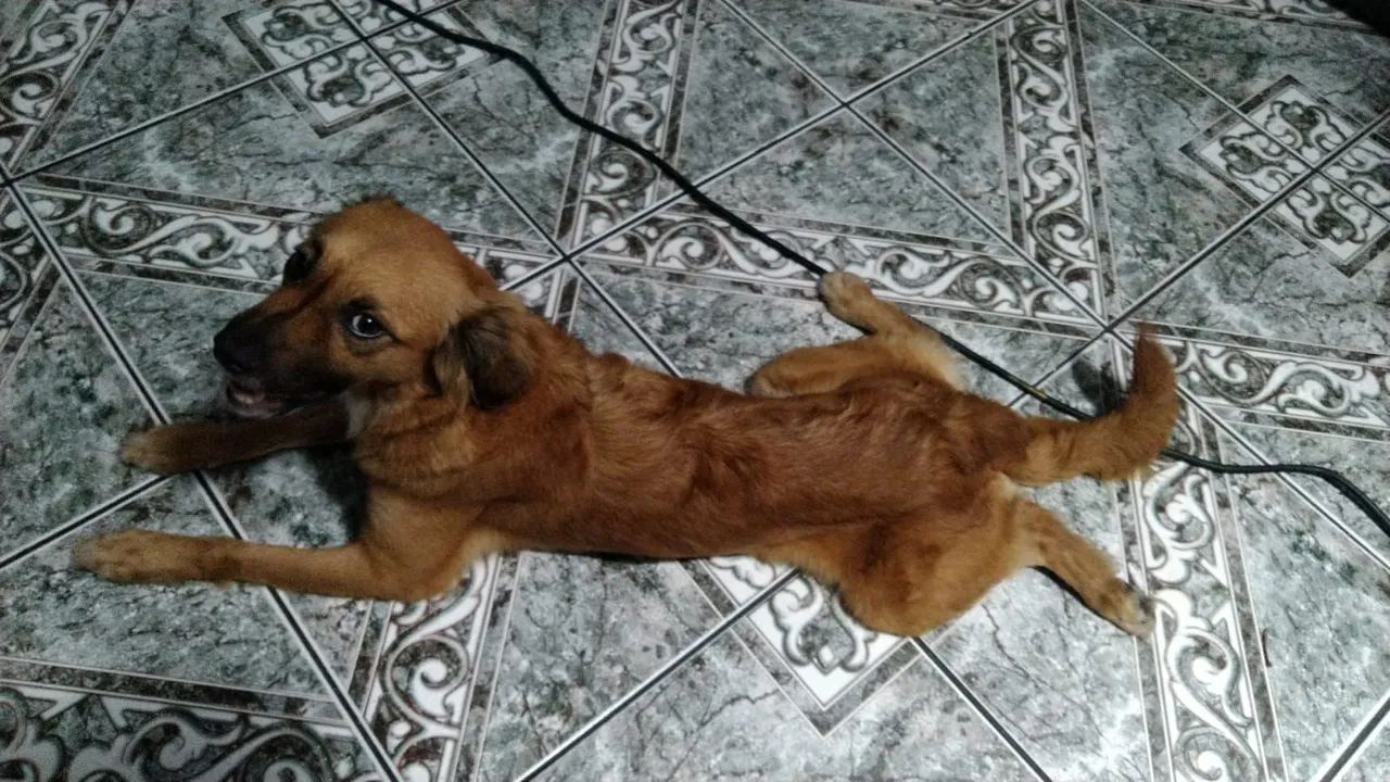 LINDA PET.  PARA.  ADOÇÃO!