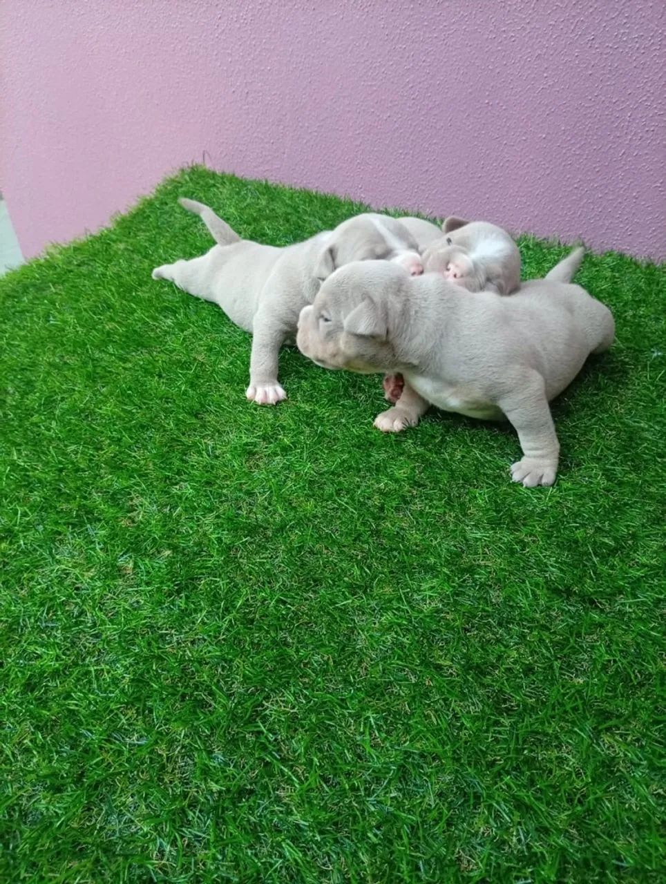 American bully 