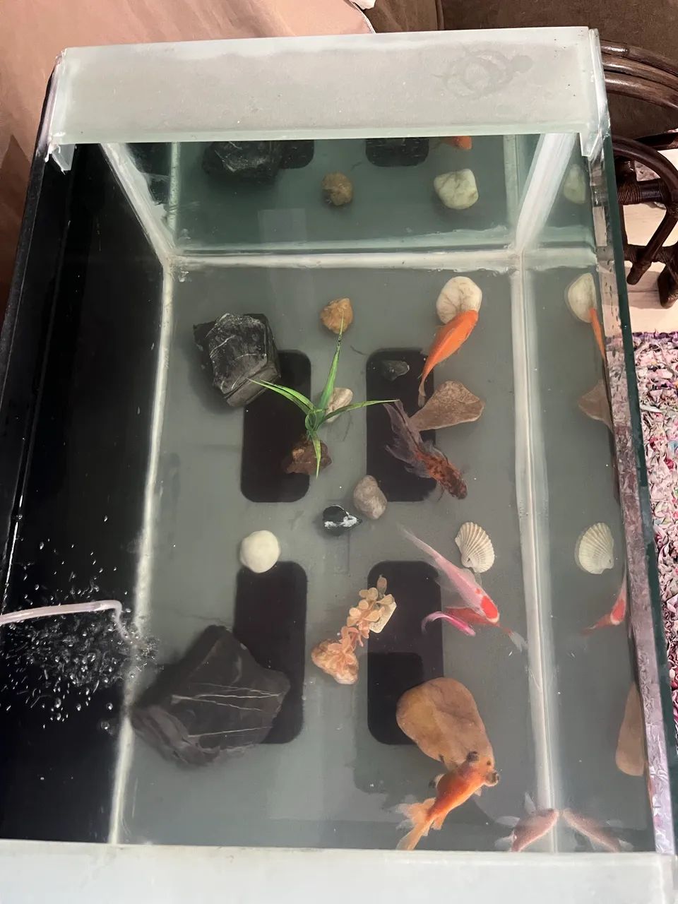 Aquário  - Foto 4