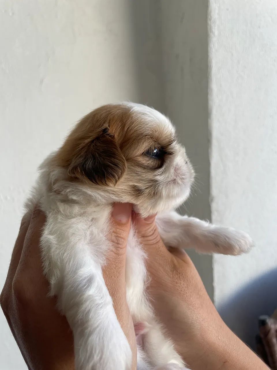 Shih tzu macho 