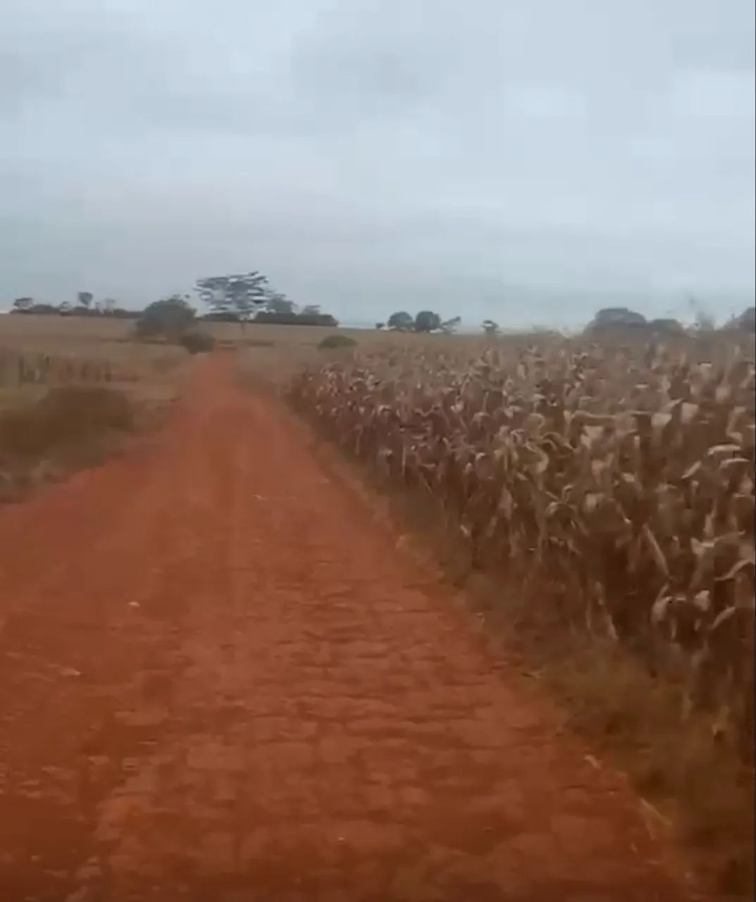 Fazenda em Sta Helena - GO - Foto 3