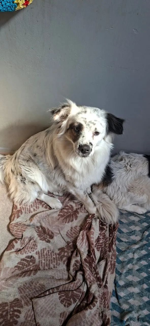 Cachorro - Foto 5