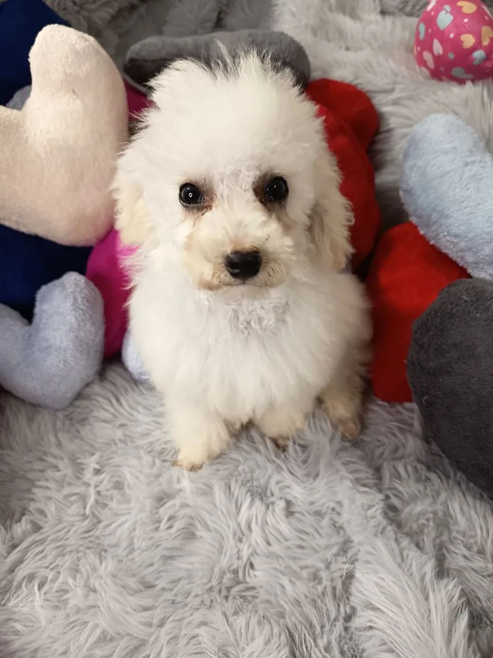 Poodle macho  - Foto 3