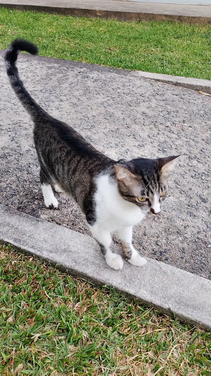 Gato castrado - Foto 3