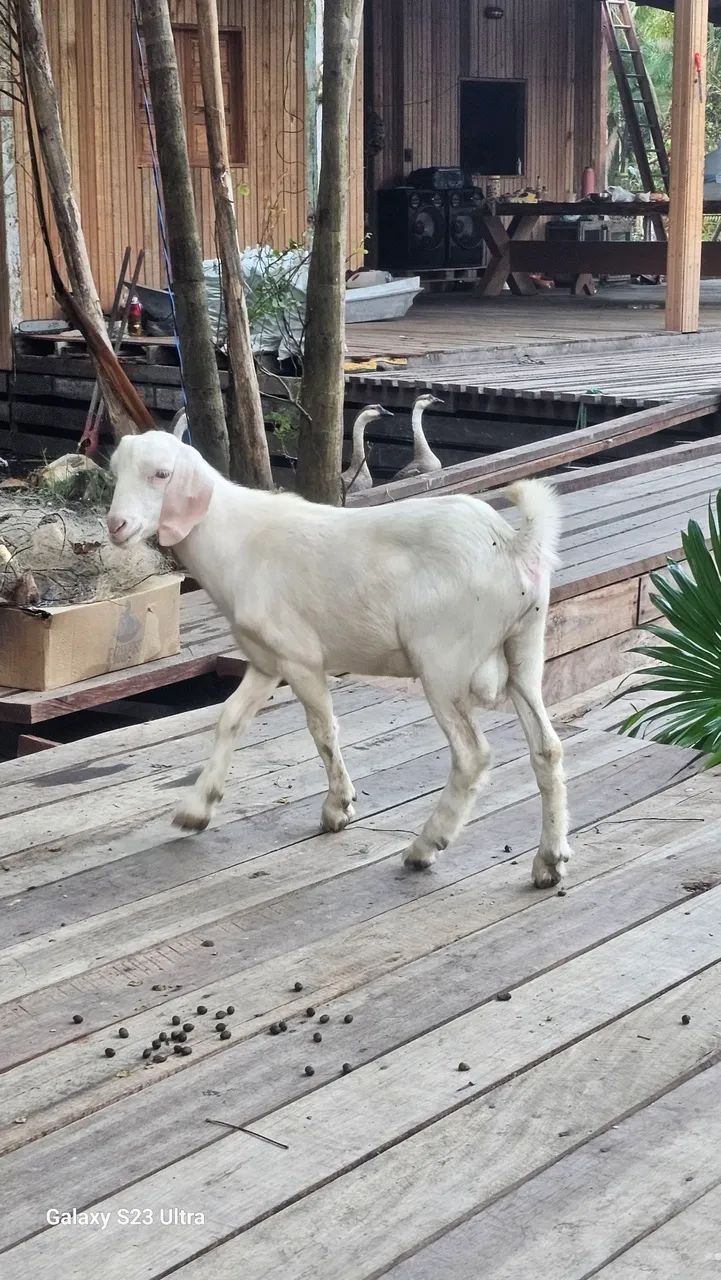 Cabrito  - Foto 2