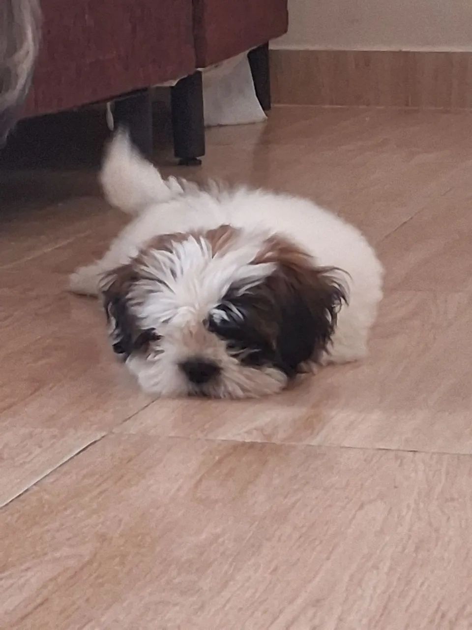 Vende-se cachorro  - Foto 2