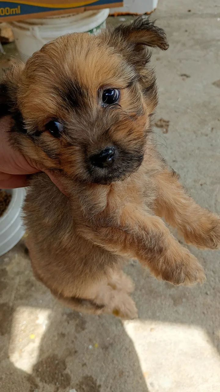 Cachorro pudow