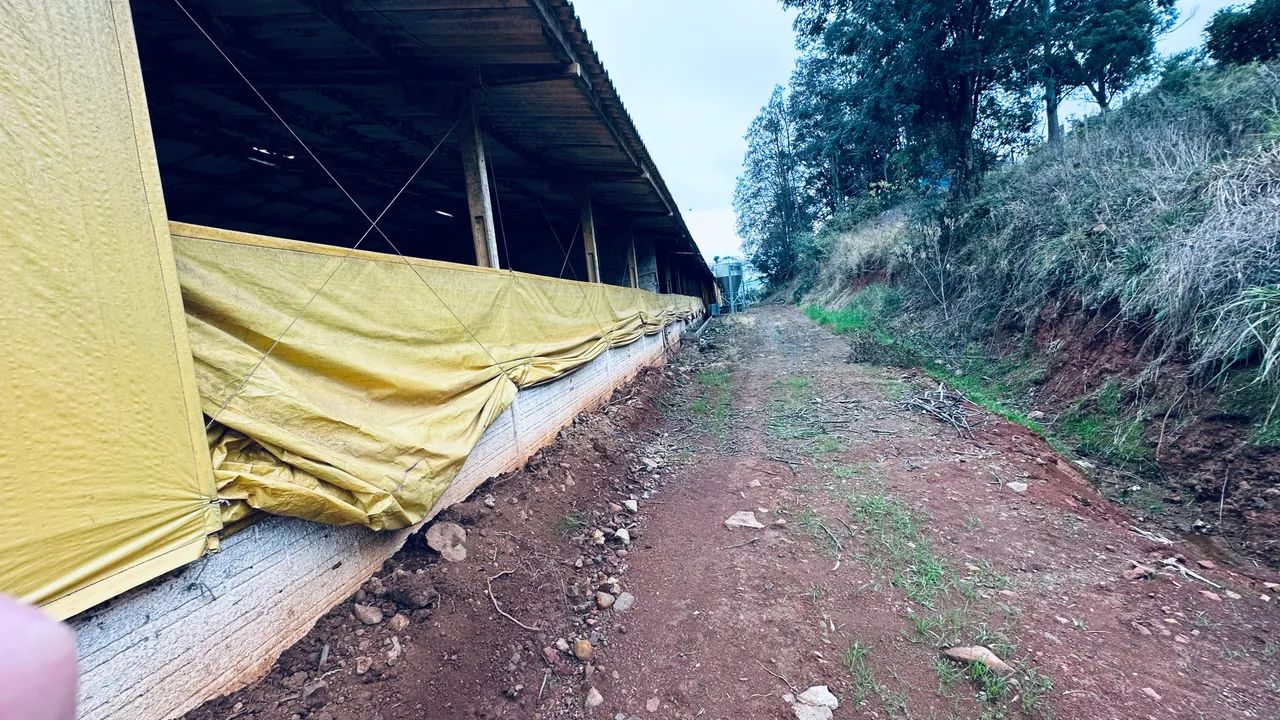Vendo granja UPD - Foto 4