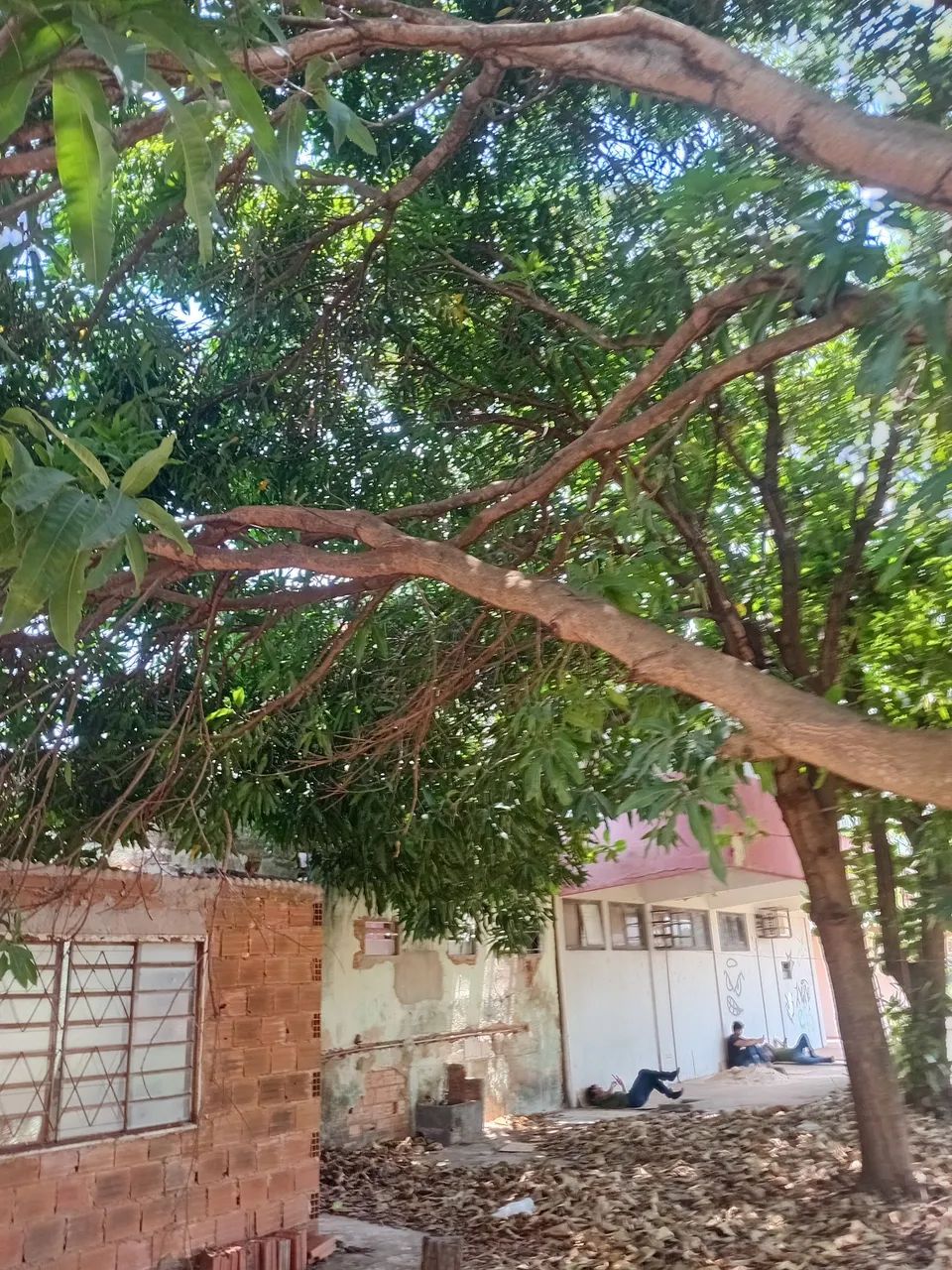 Poda de árvores palmas  - Foto 5