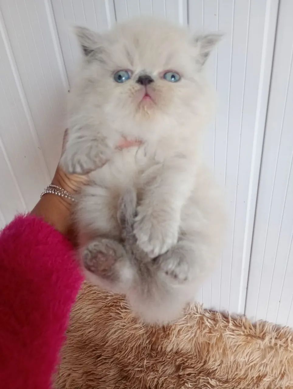 Gatinhos persa himalaio  - Foto 2