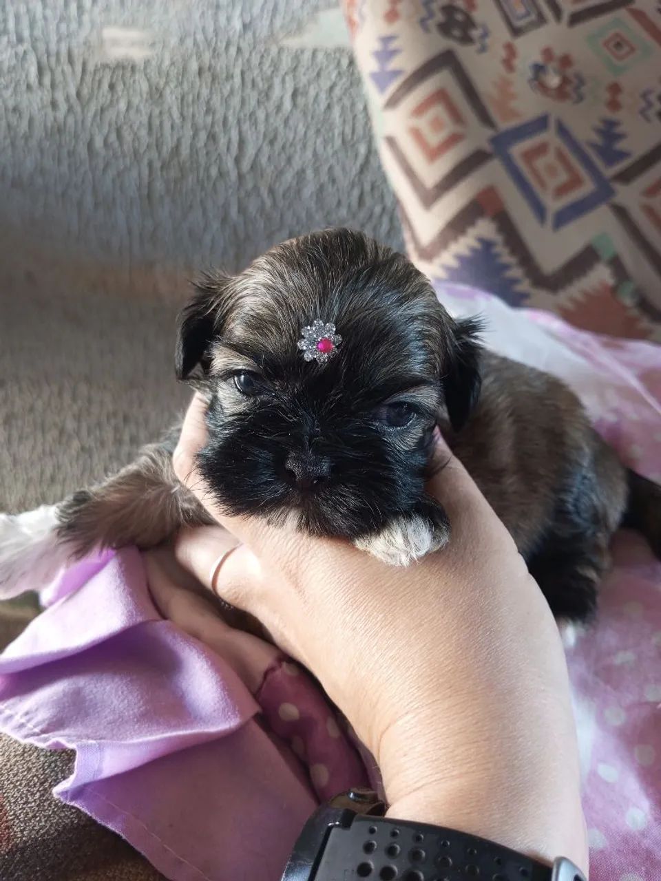 Shitzu fêmea e macho  - Foto 2