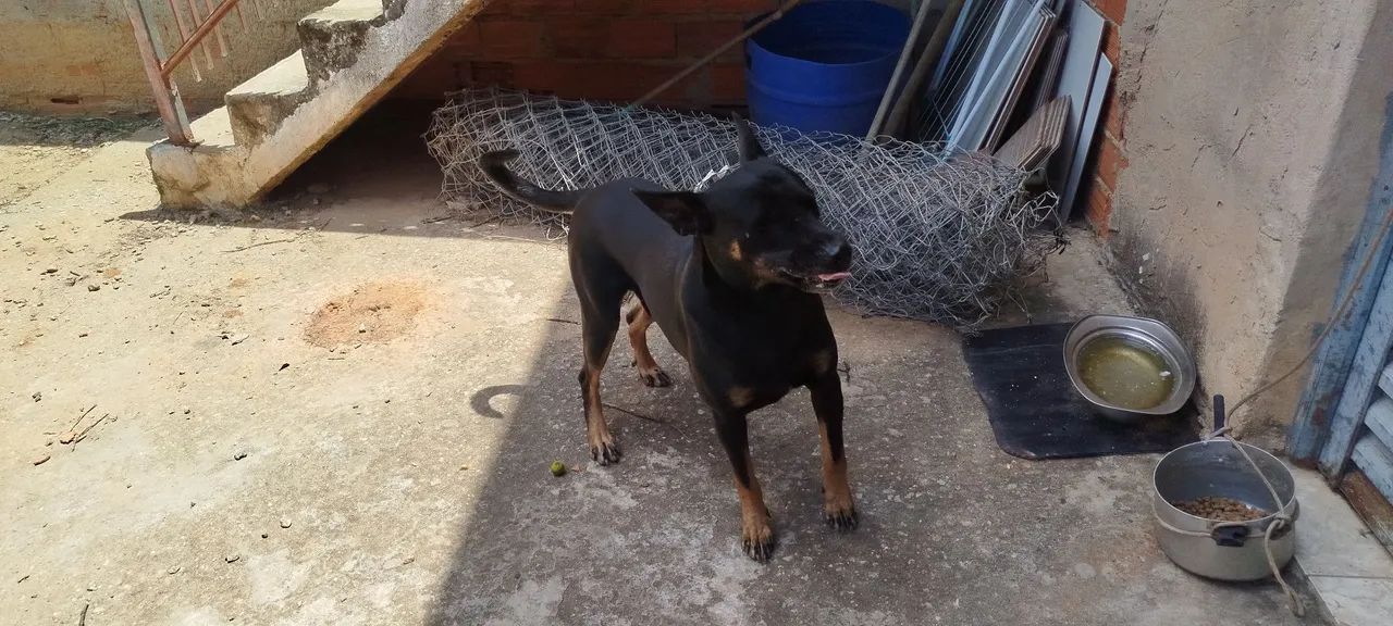 Doa se este cachorro! - Foto 3