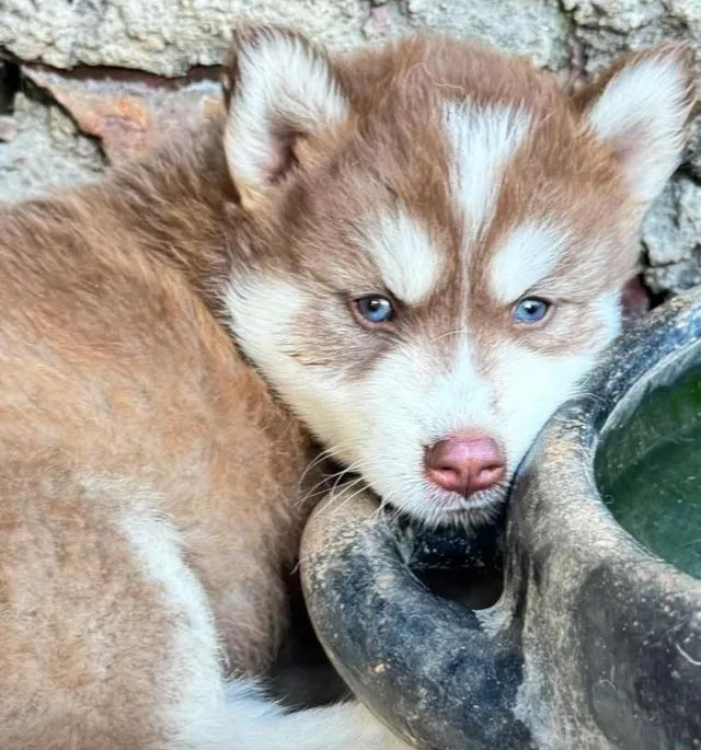 Husky siberiano branco e vermelho 