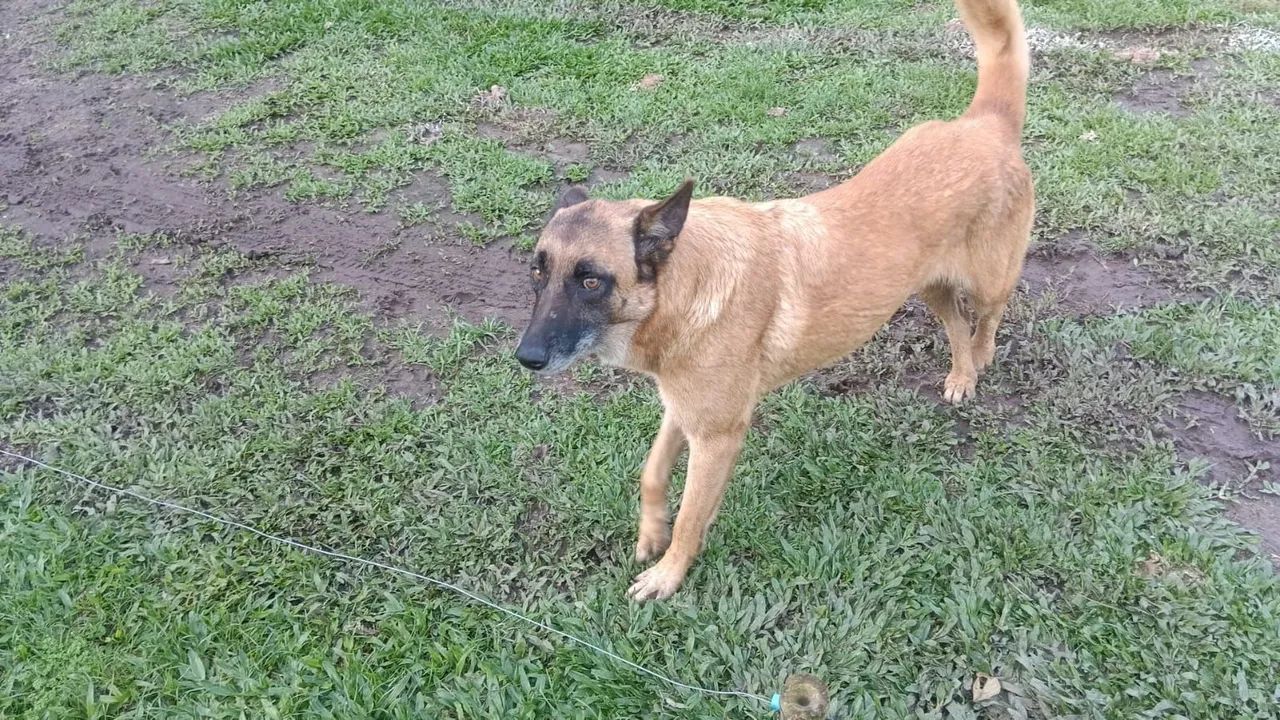Adoção responsável Pastora Malinois