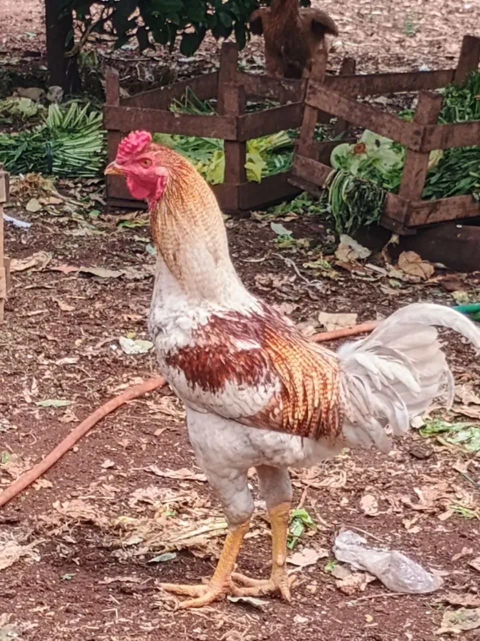Vende-se frango caipira  - Foto 2