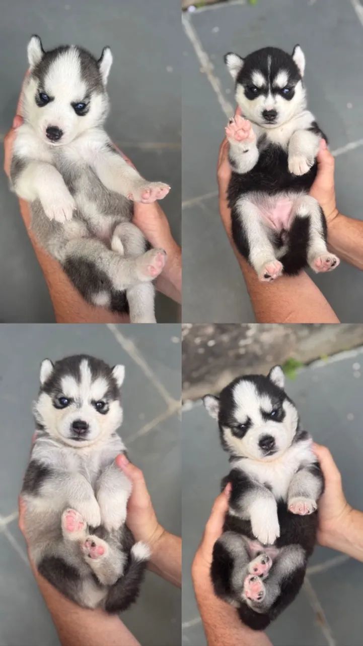 Filhote de Husky Siberiano  - Foto 2