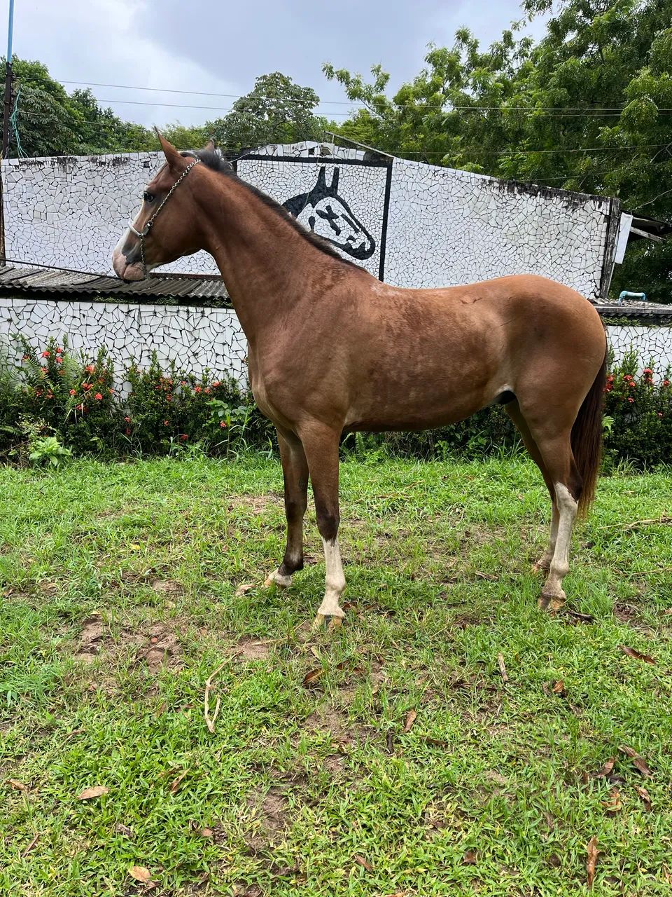 CAVALO LINDO E TOP DE MARCHA PiCADA - Foto 2
