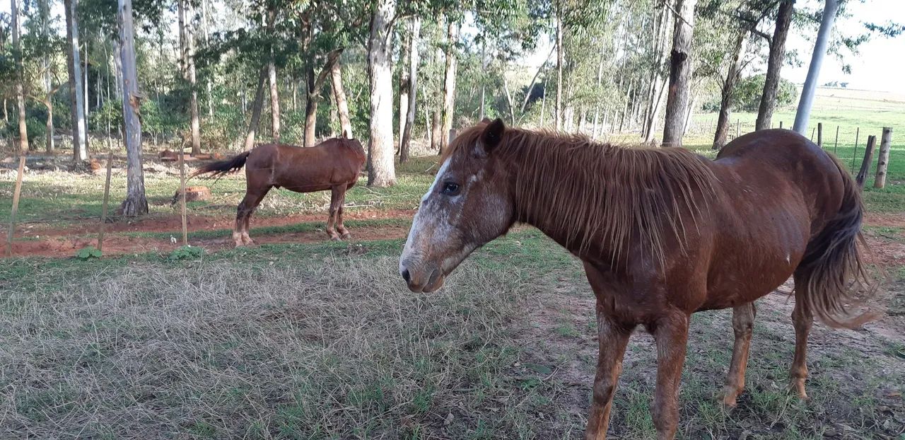 Égua ligeira marchadeira - Foto 2
