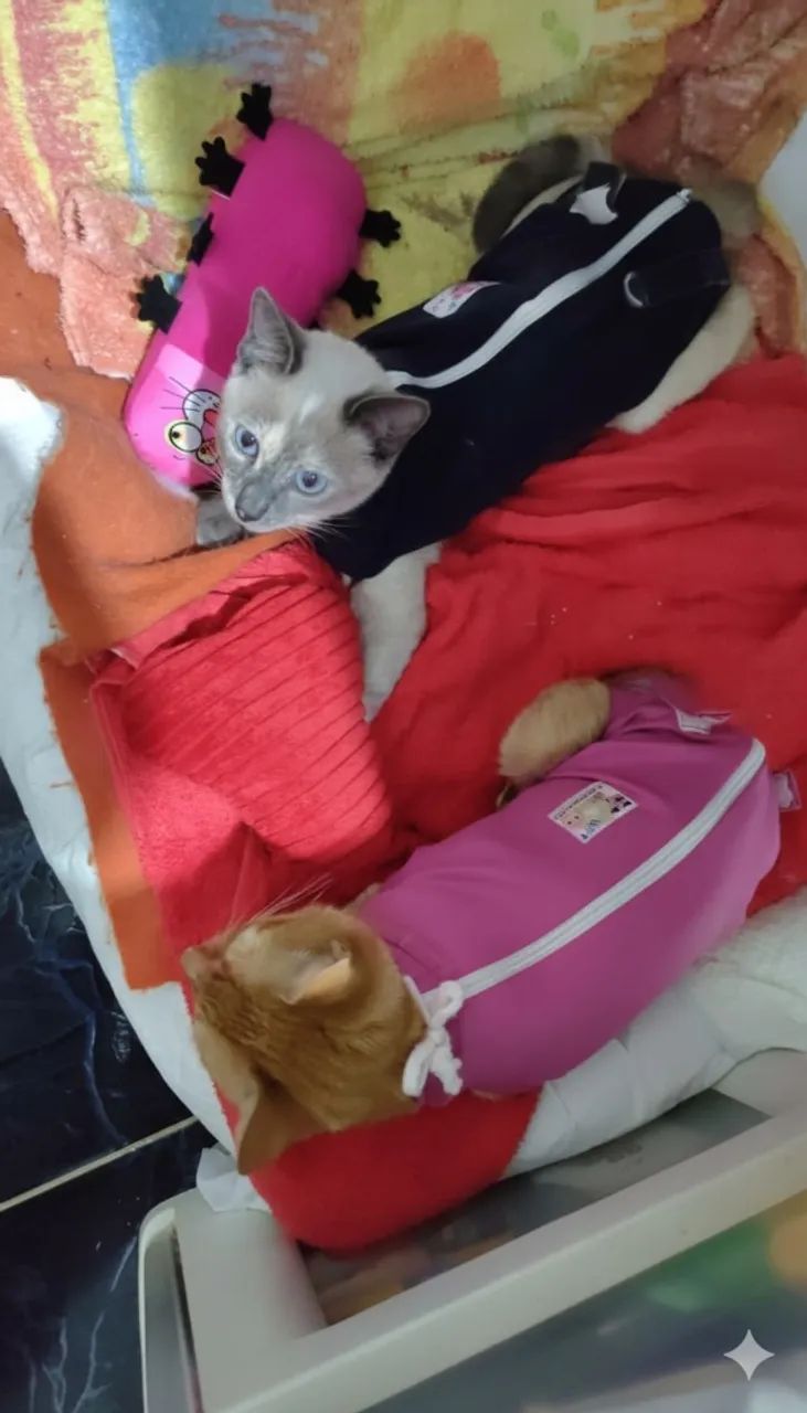 ADOÇÃO RESPONSÁVEL - Nala & Héstya - Foto 5