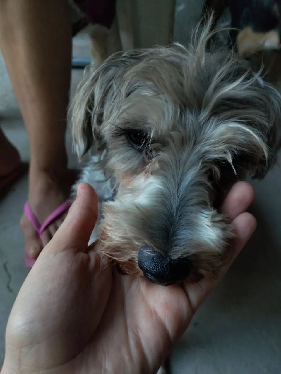 Doação responsável cachorro macho castrado * - Foto 2