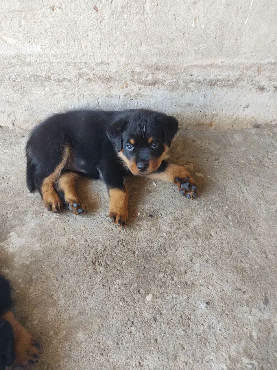 Rottweilers Alemães Cabeça de Touro!!! - Foto 5