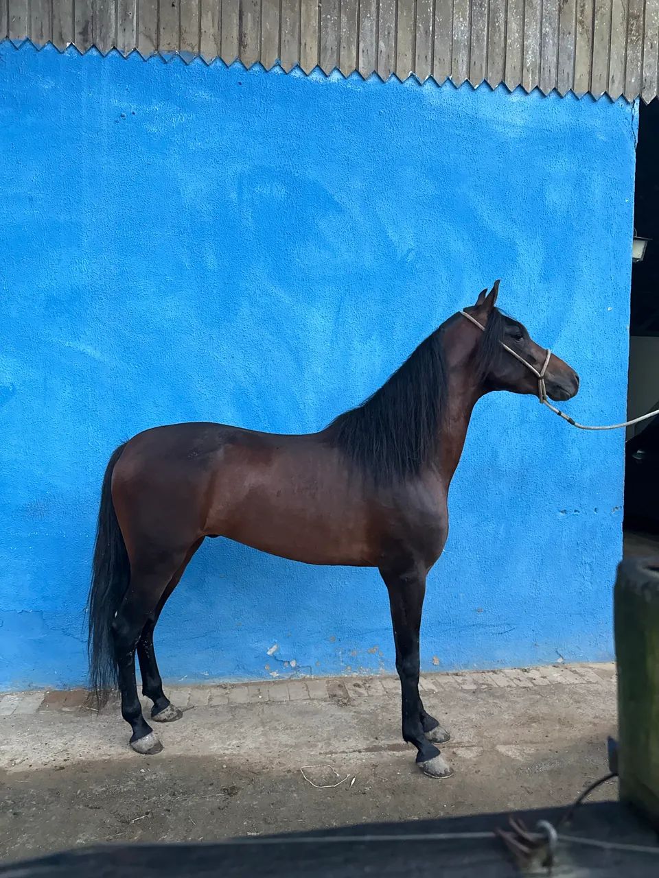 CAVALO REGISTRADO DEFINITIVO MARCHA PICADA