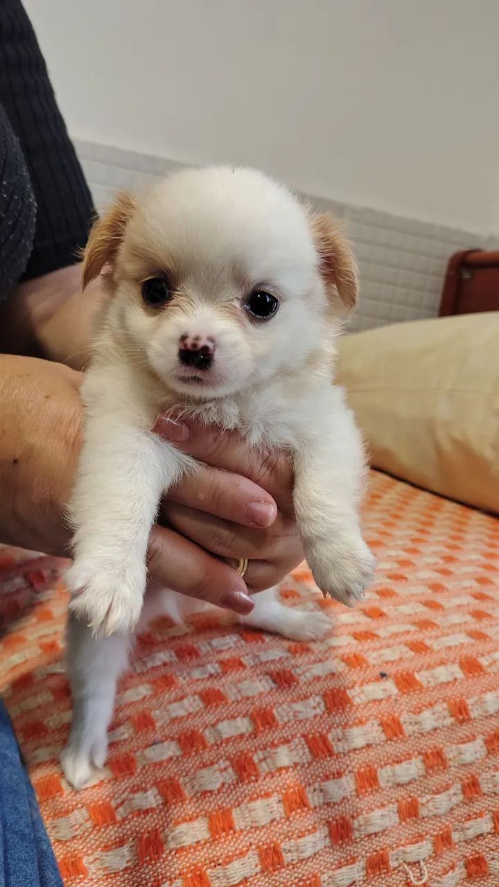 Cachorro chihuahua - Foto 3