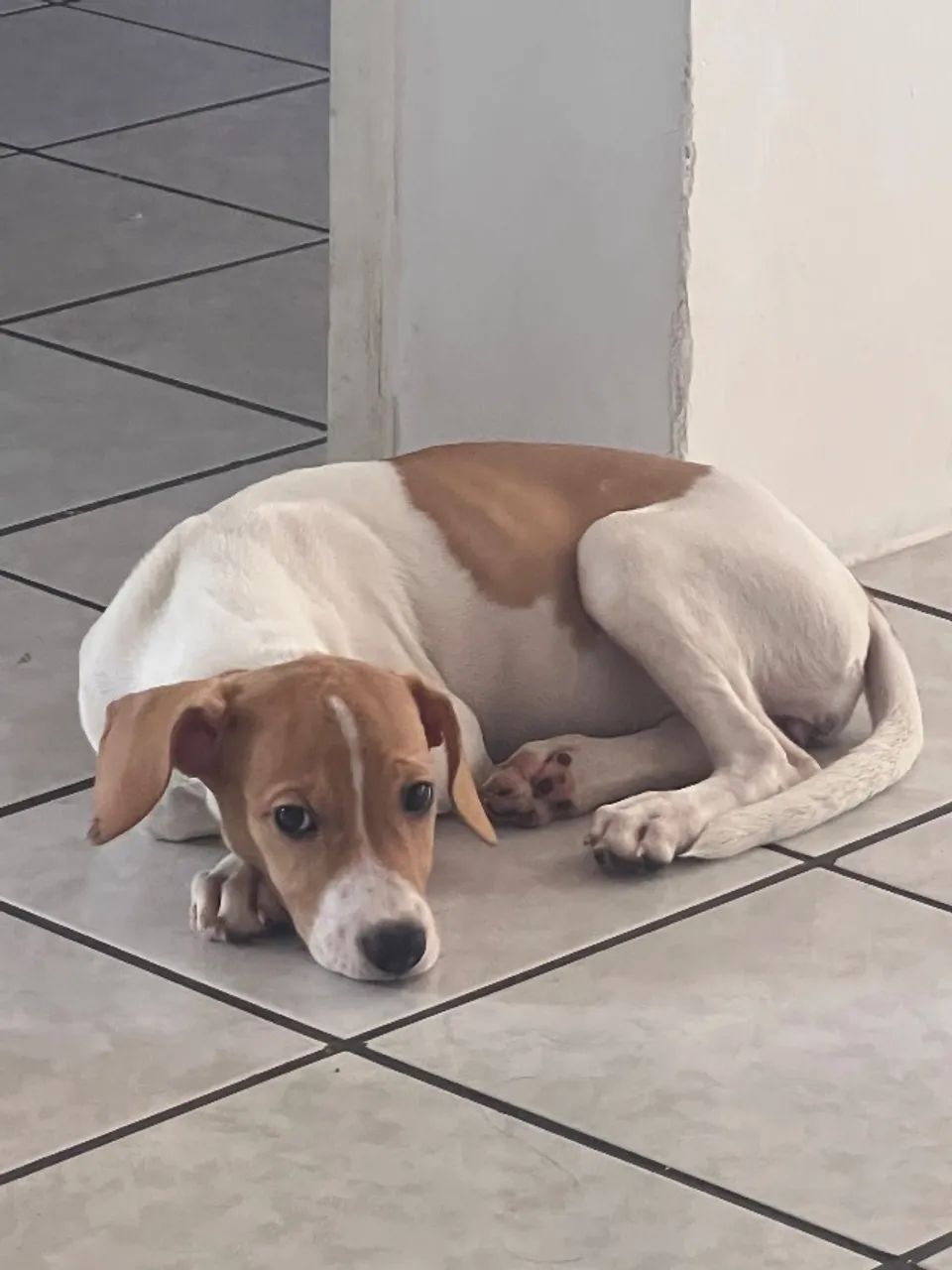 Cadela para doação 