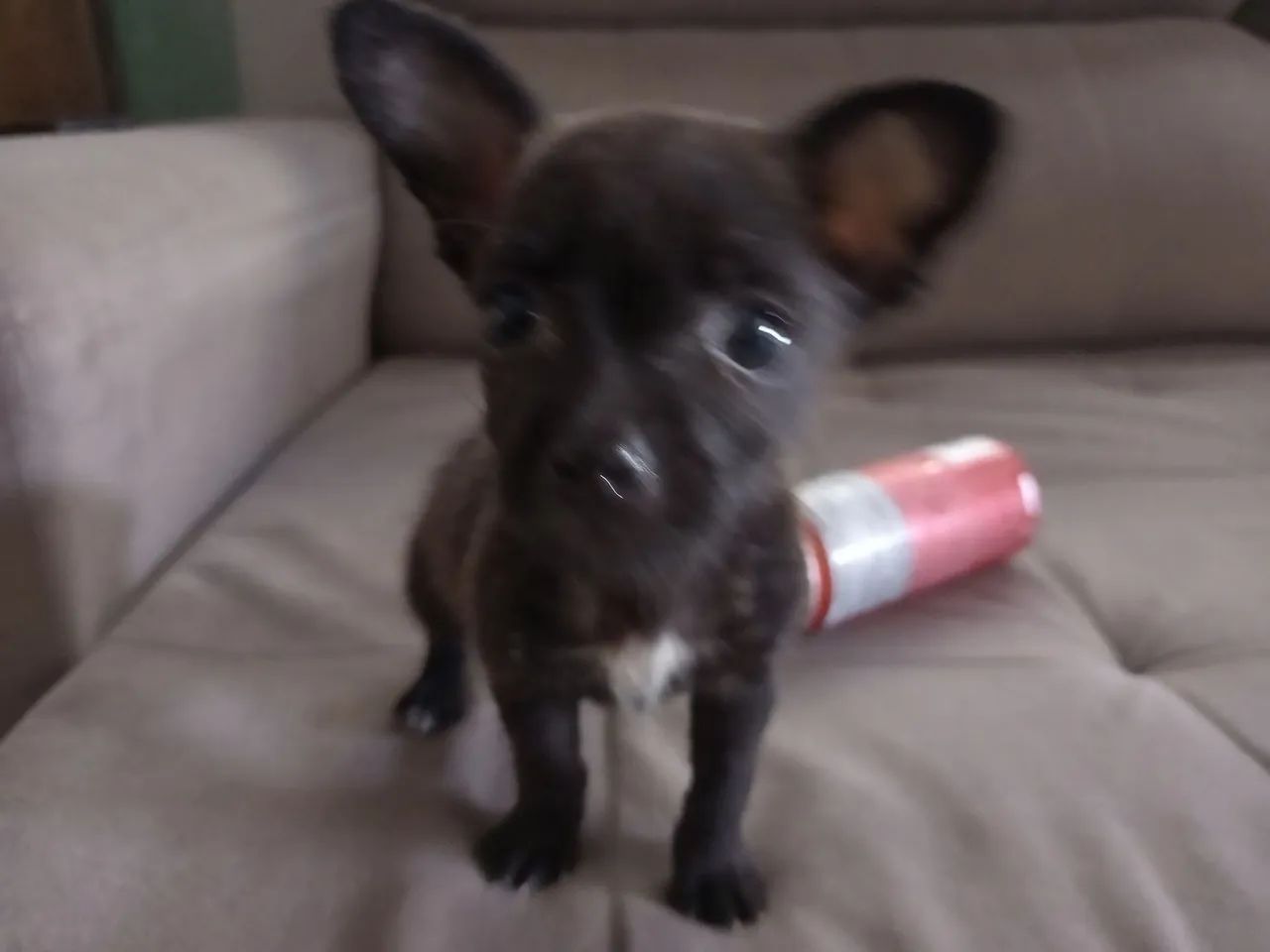 Cachorro pequenininho - Foto 2