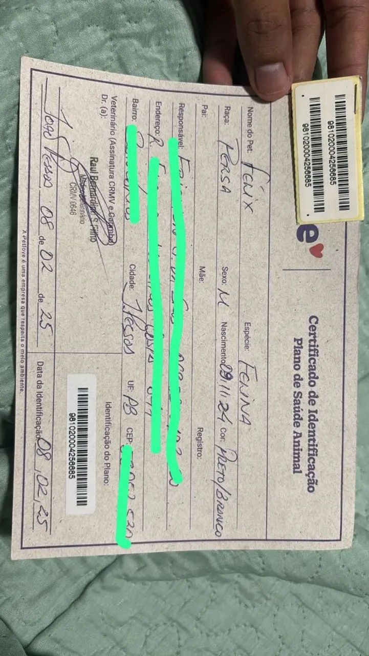 GATO PERSA 1 ANO E 9 MESES - COM DOCUMENTOS  - Foto 5