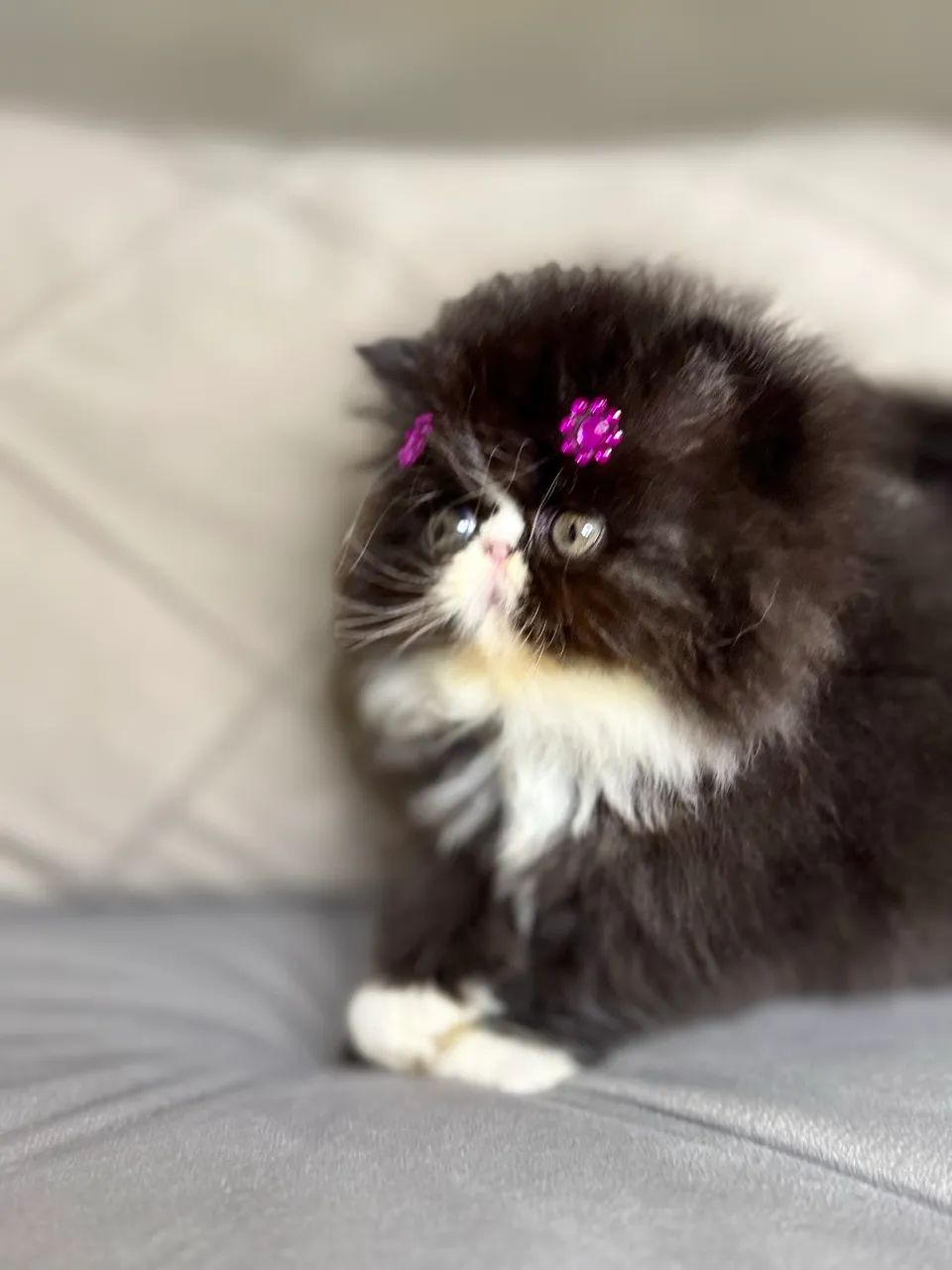 Filhotes gata persa - Foto 5
