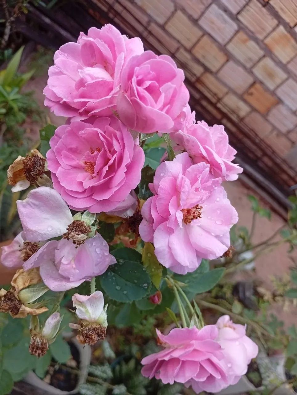 Roseira de cacho perfumada  - Foto 2