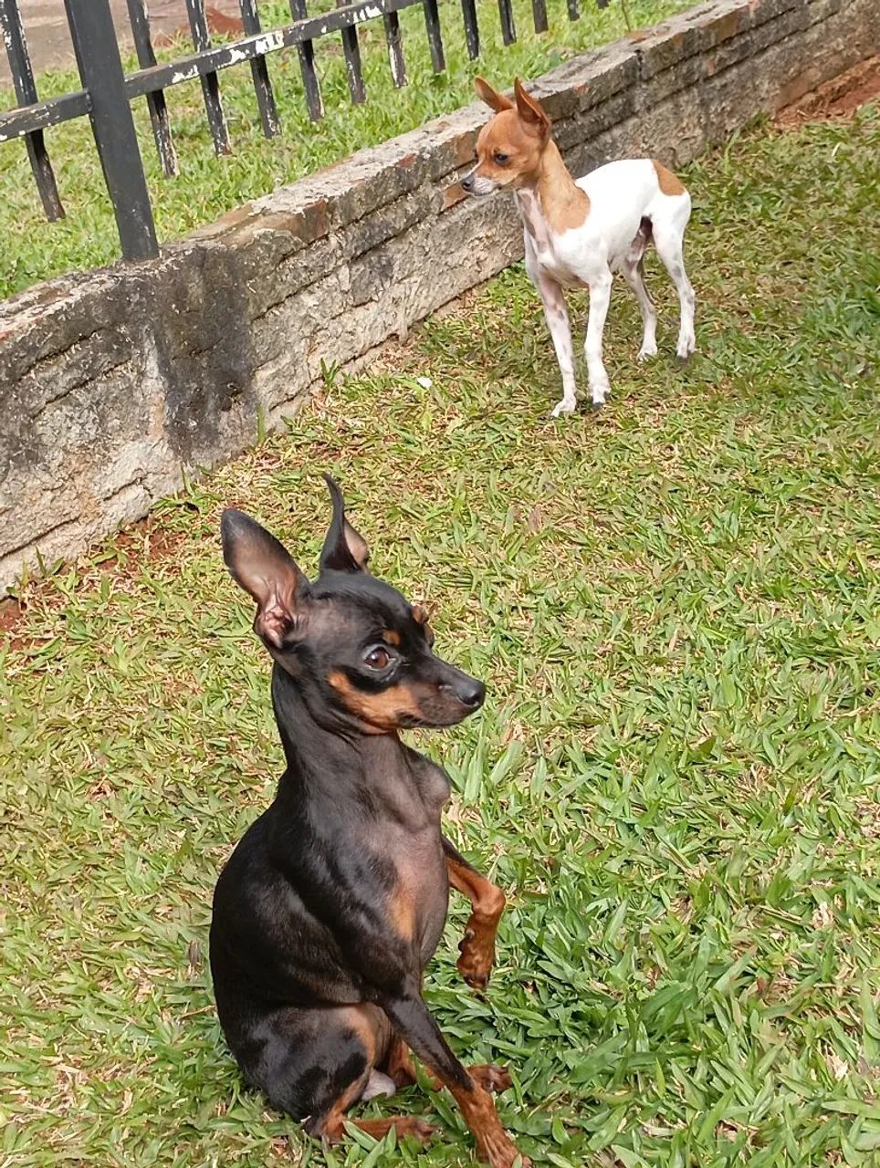 PINSCHER MINIATURA  - Foto 4